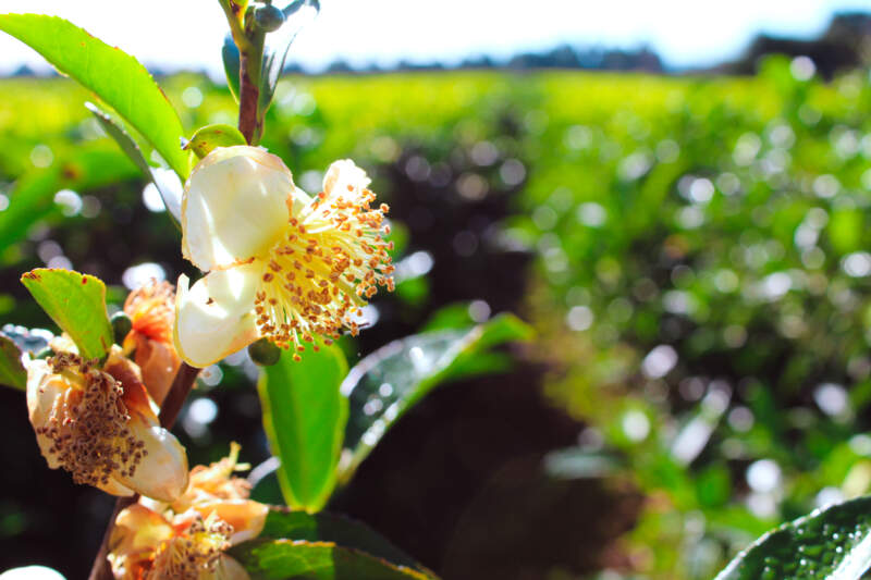 Misiones concentra el 95% de la producción nacional de té y exporta a más de 30 países imagen-14