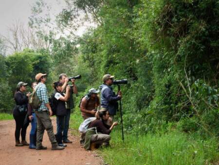 Misiones, entre las líderes del avistaje: se lanza una nueva edición del evento mundial de aves imagen-4