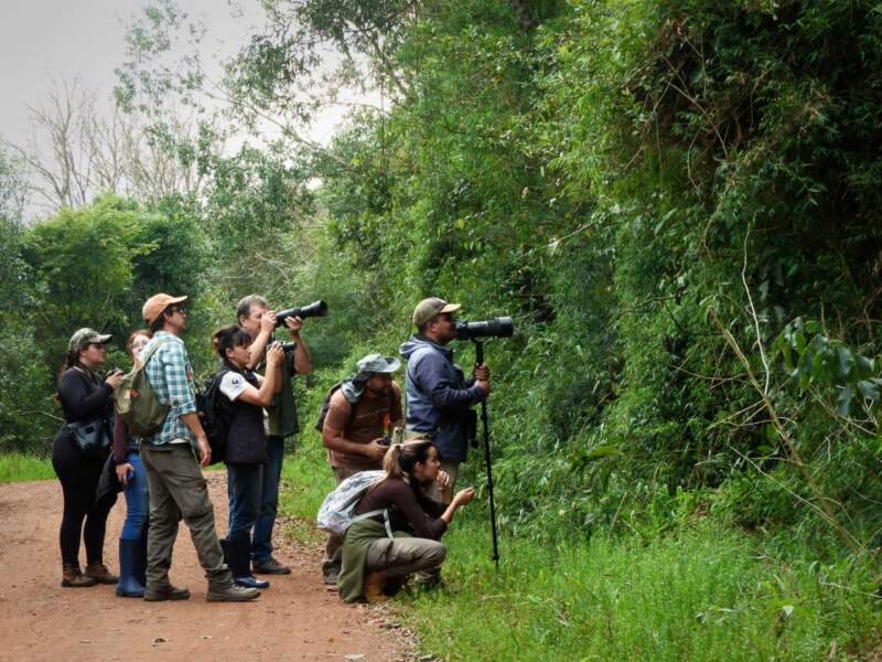 Misiones, entre las líderes del avistaje: se lanza una nueva edición del evento mundial de aves imagen-12