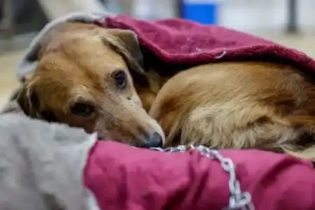 Frío extremo y mascotas: el llamado urgente de los veterinarios para proteger a los perros durante el invierno imagen-5
