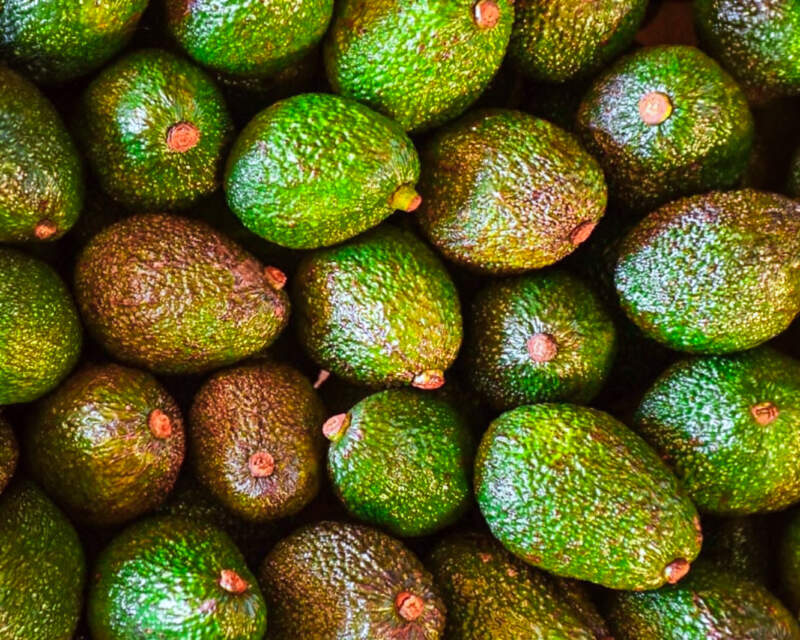 La palta gana terreno en Misiones: crece el interés por un cultivo con alto valor comercial imagen-2