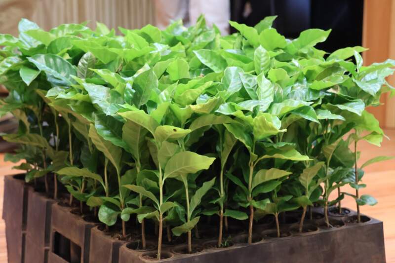Misiones apuesta al café: presentaron avances y variedades que podrían adaptarse a la tierra colorada imagen-6