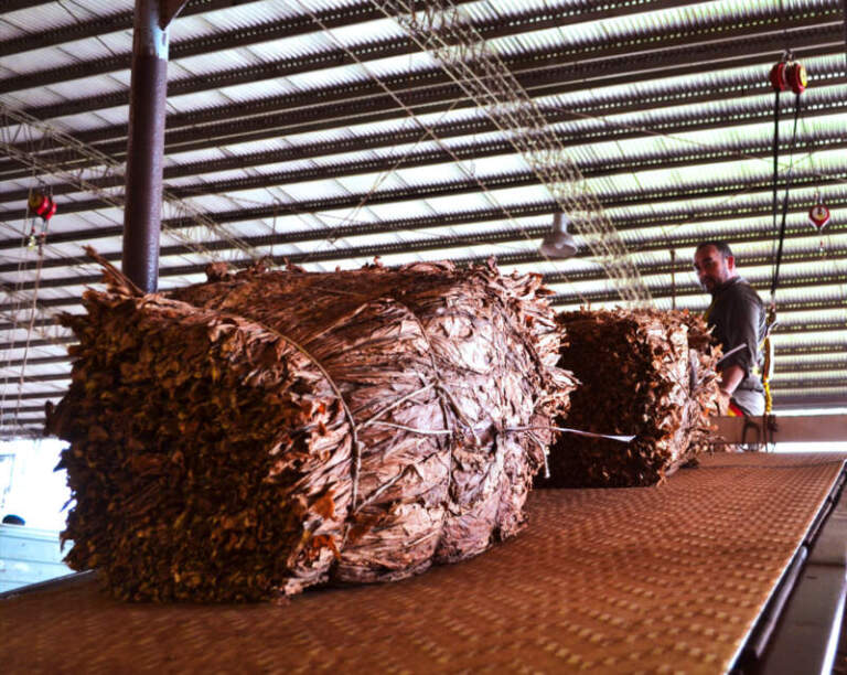 Con una campaña récord, Misiones apunta a liderar la producción tabacalera y fortalecer el ingreso del FET Con una campaña récord, Misiones apunta a liderar la producción tabacalera y fortalecer el ingreso del FET imagen-31