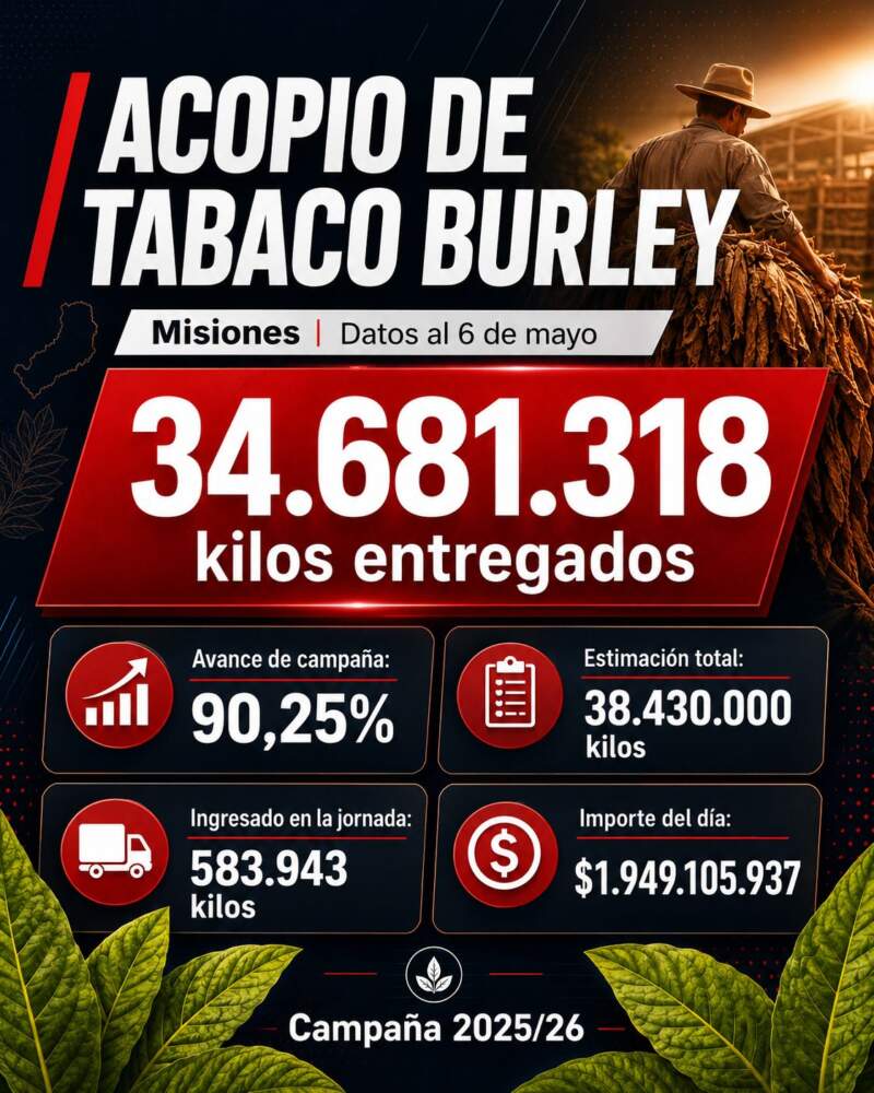 El acopio de tabaco Burley ya superó los 34,6 millones de kilos en Misiones imagen-2