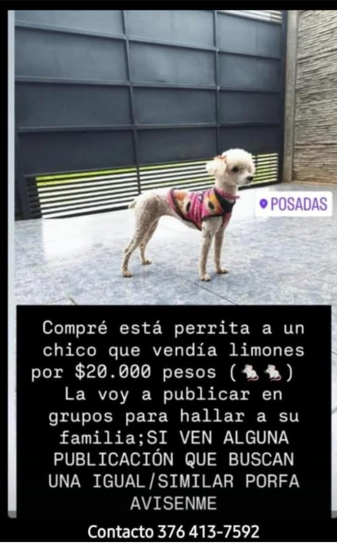 Rescataron a una caniche que era vendida en la calle y buscan a sus dueños en Posadas imagen-2