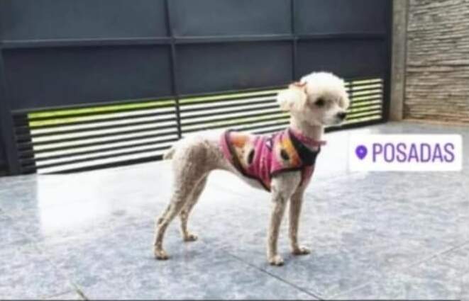 Rescataron a una caniche que era vendida en la calle y buscan a sus dueños en Posadas imagen-18