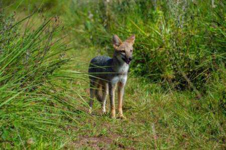 Animales silvestres rescatados y rehabilitados en el Parque El Puma regresaron a su hábitat natural imagen-11