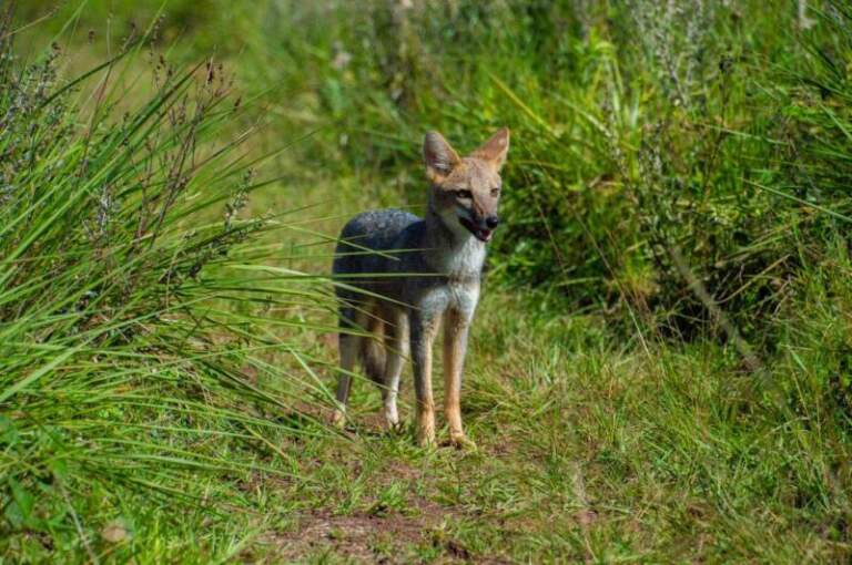 Animales silvestres rescatados y rehabilitados en el Parque El Puma regresaron a su hábitat natural Animales silvestres rescatados y rehabilitados en el Parque El Puma regresaron a su hábitat natural imagen-41