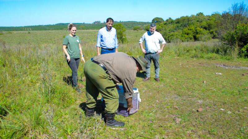 Animales silvestres rescatados y rehabilitados en el Parque El Puma regresaron a su hábitat natural imagen-6