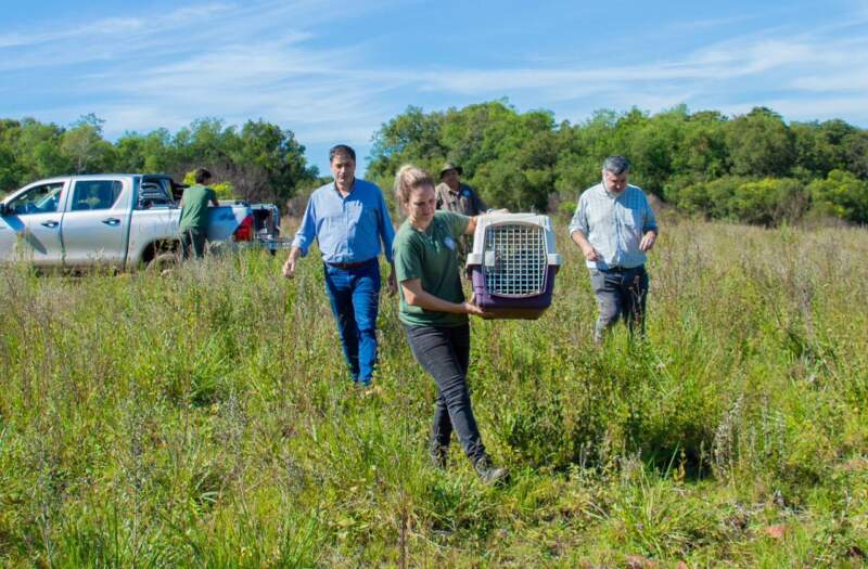Animales silvestres rescatados y rehabilitados en el Parque El Puma regresaron a su hábitat natural imagen-4