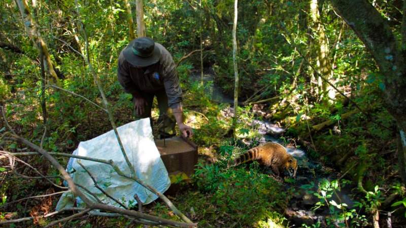 Animales silvestres rescatados y rehabilitados en el Parque El Puma regresaron a su hábitat natural imagen-10