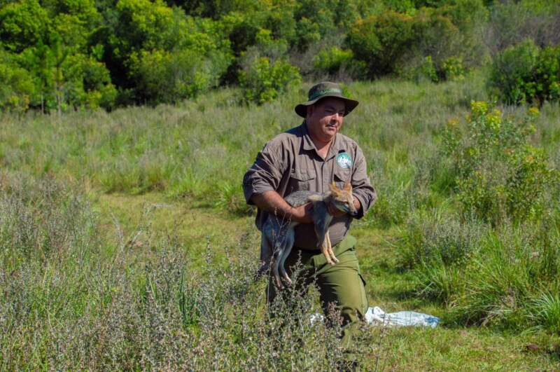 Animales silvestres rescatados y rehabilitados en el Parque El Puma regresaron a su hábitat natural imagen-12