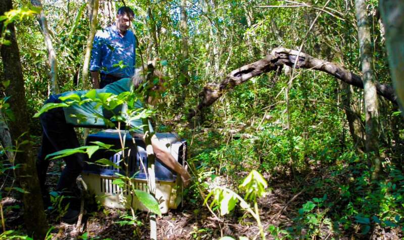 Animales silvestres rescatados y rehabilitados en el Parque El Puma regresaron a su hábitat natural imagen-8