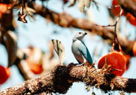 Con 311 especies registradas en un solo día, Misiones lideró el gran día de observación de aves a nivel nacional imagen-9