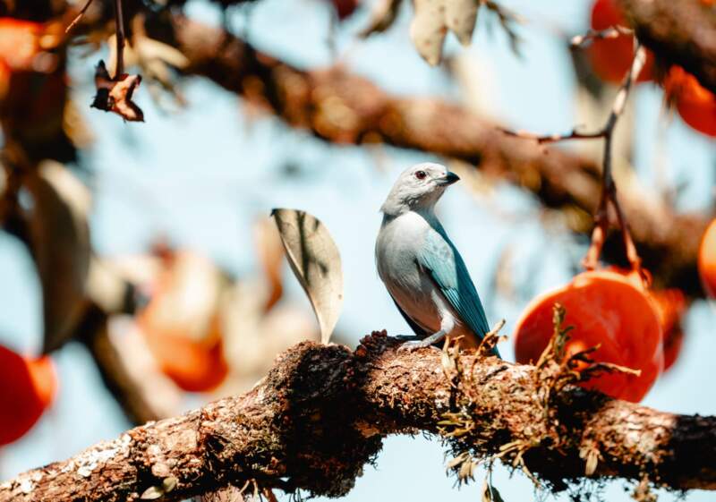 Con 311 especies registradas en un solo día, Misiones lideró el gran día de observación de aves a nivel nacional Con 311 especies registradas en un solo día, Misiones lideró el gran día de observación de aves a nivel nacional imagen-1