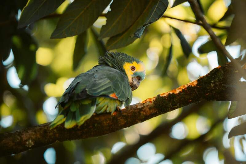 Misiones lideró el gran día de observación de aves a nivel nacional imagen-1