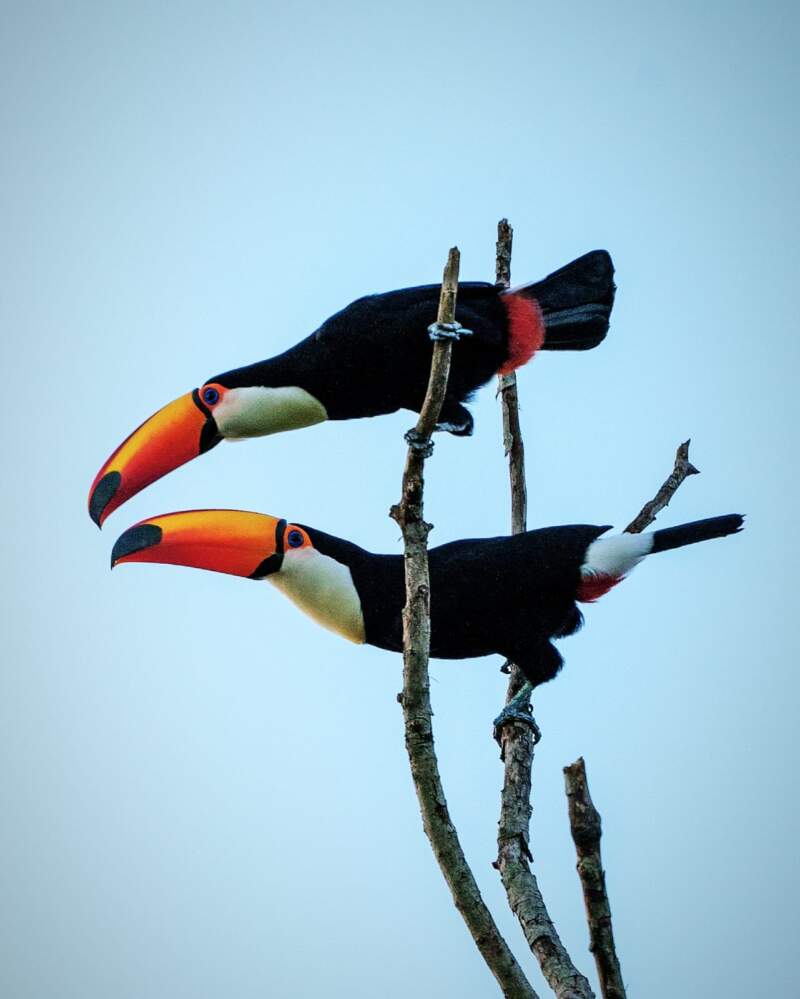 Misiones lideró el gran día de observación de aves a nivel nacional imagen-3
