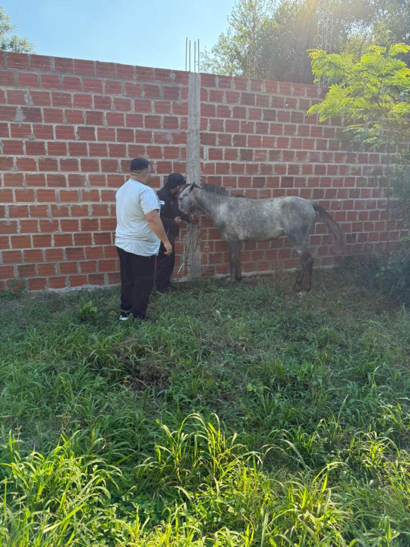 Rescataron una yegua herida que estaba oculta en un predio abandonado de Posadas imagen-2
