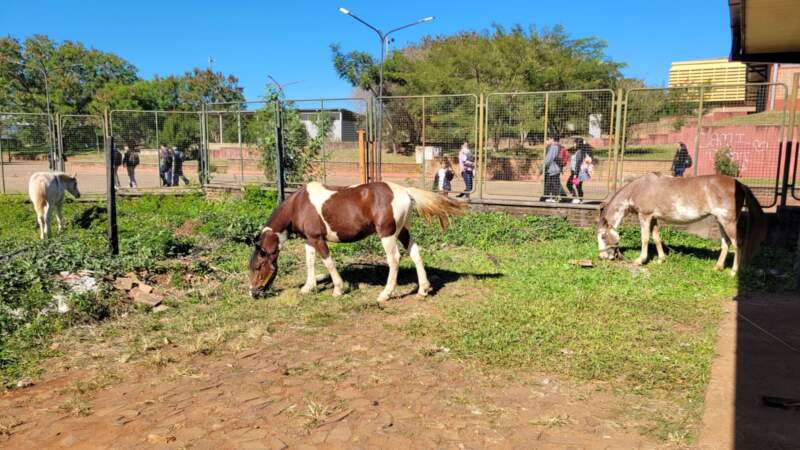 Secuestraron tres caballos sueltos que representaban un peligro vial en Posadas imagen-14