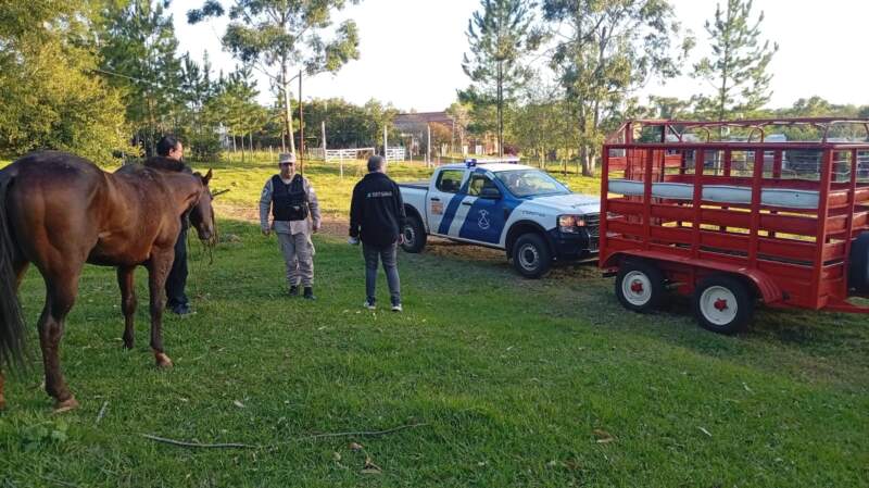 Misiones: Prefectura rescató a cuatro personas que cayeron al río Uruguay tras frustrar un intento de contrabando de un equino 9 Misiones: Prefectura rescató a cuatro personas que cayeron al río Uruguay tras frustrar un intento de contrabando de un equino imagen-8