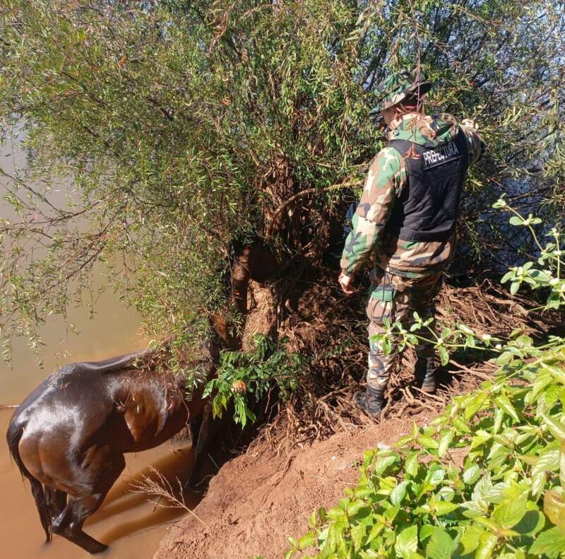 Misiones: Prefectura rescató a cuatro personas que cayeron al río Uruguay tras frustrar un intento de contrabando de un equino 7 Misiones: Prefectura rescató a cuatro personas que cayeron al río Uruguay tras frustrar un intento de contrabando de un equino imagen-6
