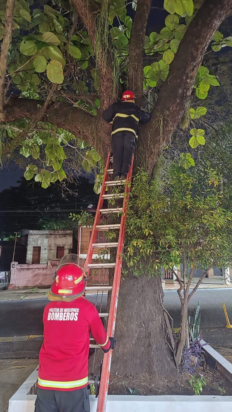 Bomberos de Misiones: una jornada intensa con rescates, incendios y asistencia en toda la provincia en menos de 24 horas imagen-19