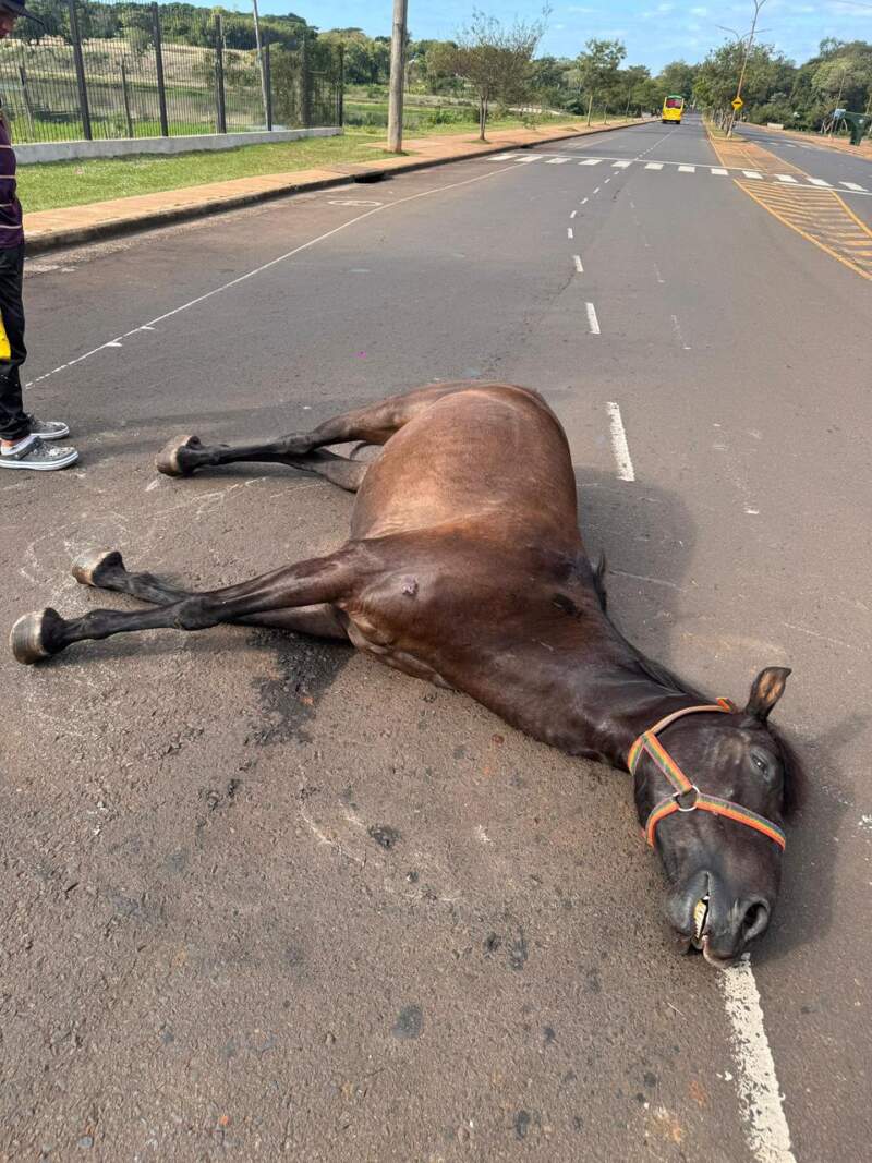 Murió un caballo tras desplomarse sobre una avenida en Posadas imagen-24