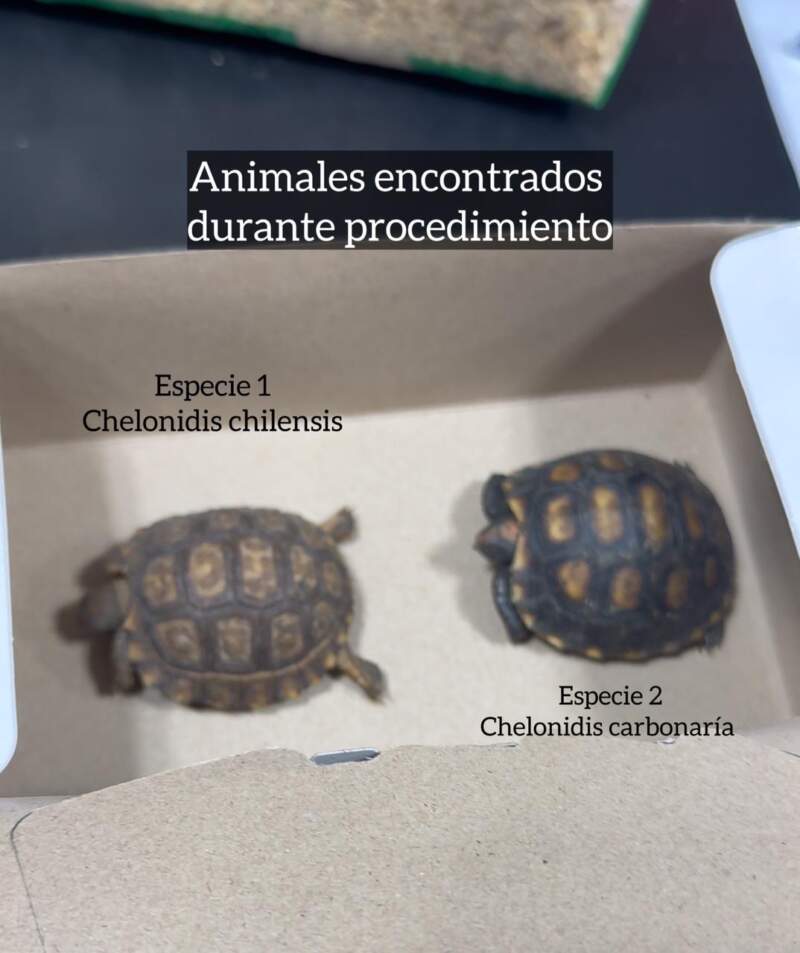 Denuncian grave irregularidad en una causa por tráfico de fauna: desapareció una tortuga protegida 5 Denuncian grave irregularidad en una causa por tráfico de fauna: desapareció una tortuga protegida imagen-4