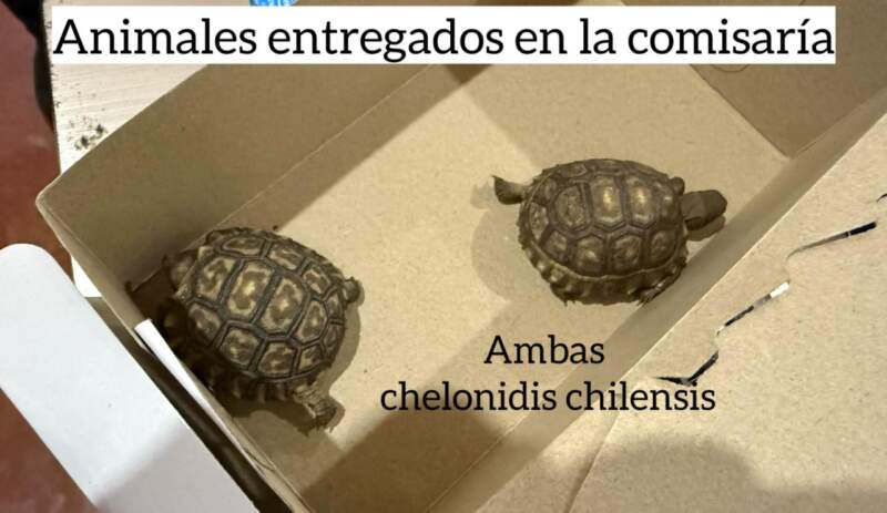 Denuncian grave irregularidad en una causa por tráfico de fauna: desapareció una tortuga protegida Denuncian grave irregularidad en una causa por tráfico de fauna: desapareció una tortuga protegida imagen-1