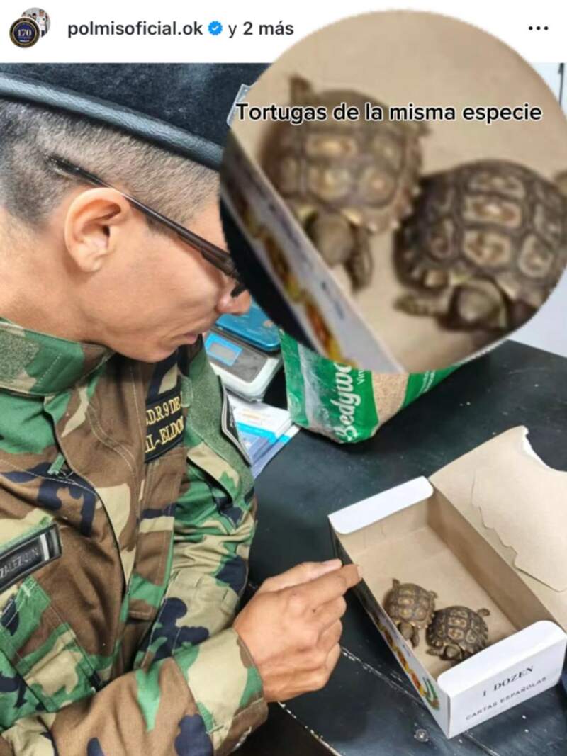 Denuncian grave irregularidad en una causa por tráfico de fauna: desapareció una tortuga protegida 3 Denuncian grave irregularidad en una causa por tráfico de fauna: desapareció una tortuga protegida imagen-2