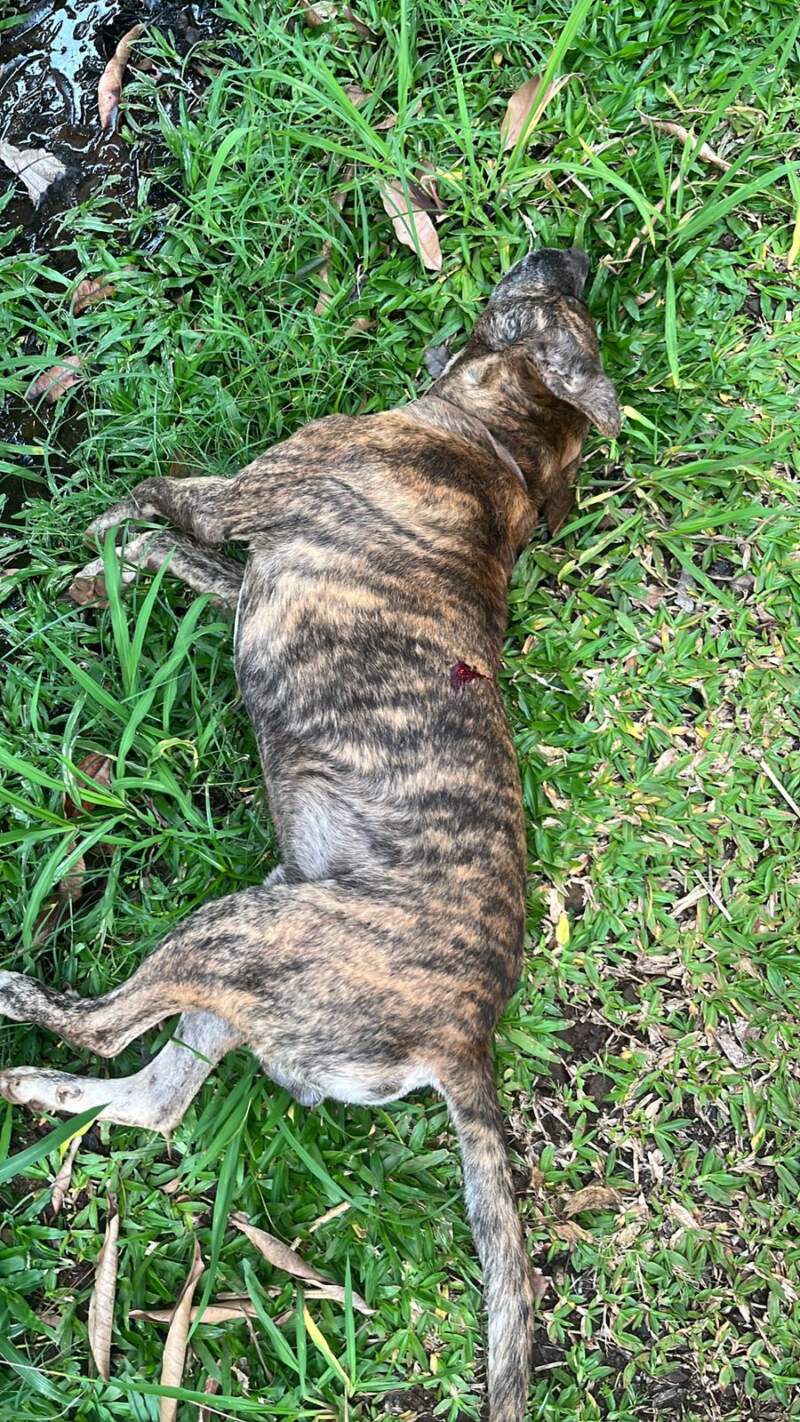 Crueldad animal en Garupá: detuvieron a un hombre investigado por matar a un perro de un disparo imagen-2