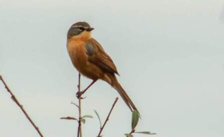 Misiones lideró el Gran Día de Observación de Aves a nivel nacional imagen-11