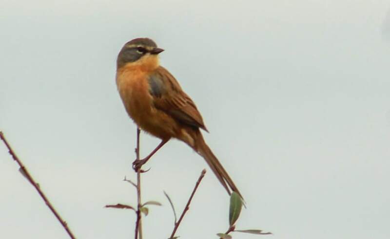 Misiones lideró el Gran Día de Observación de Aves a nivel nacional imagen-12