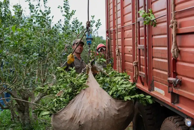 Economías regionales en alerta: Misiones reclama respuestas mientras aplica medidas locales imagen-12