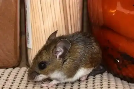 Hantavirus bajo la lupa: Tejerina explicó la transmisión del virus, el rol de los roedores y las recomendaciones sanitarias imagen-11