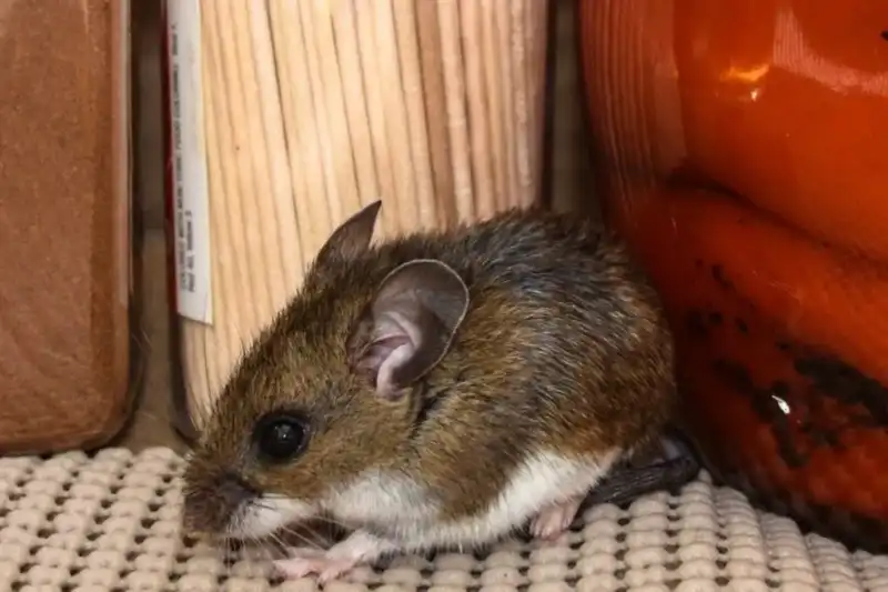 Hantavirus bajo la lupa: Tejerina explicó la transmisión del virus, el rol de los roedores y las recomendaciones sanitarias imagen-12