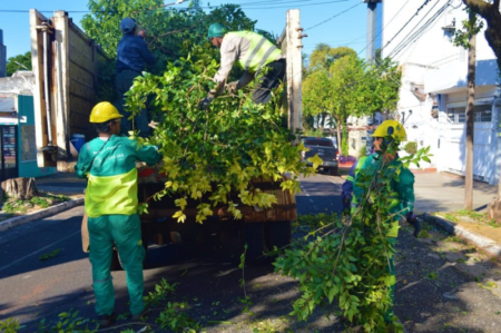 Posadas despliega operativo de poda por barrios con cronograma y retiro gratuito de ramas imagen-9