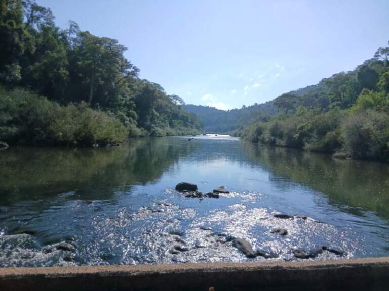ATE Misiones y Guardaparques rechazan flexibilizar la Ley de Bosques que impulsa el gobierno de Milei imagen-22