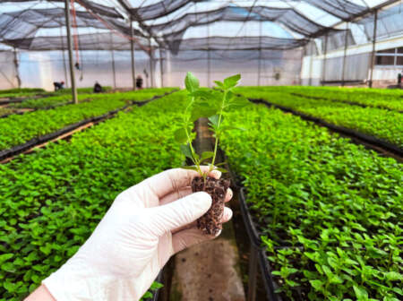 Biofábrica Misiones alcanzó un hito: completó la entrega de 100 mil plantines de menta piperita para exportación imagen-11