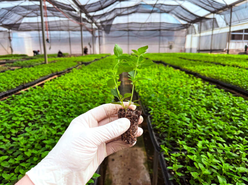 Biofábrica Misiones alcanzó un hito: completó la entrega de 100 mil plantines de menta piperita para exportación imagen-12