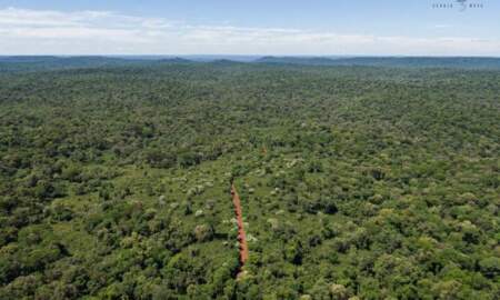 Misiones avanza en el mercado de bonos de carbono tras obtener una certificación internacional imagen-4
