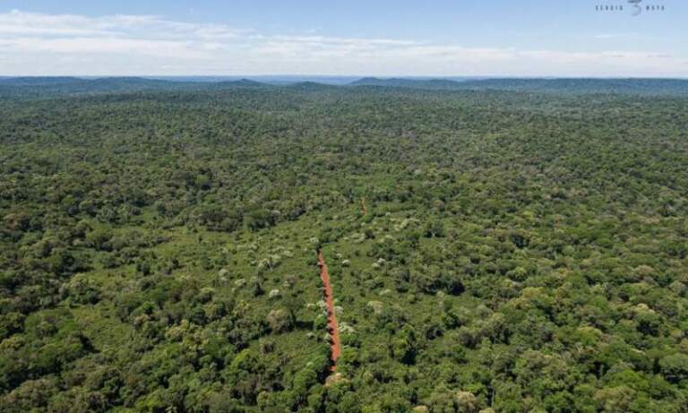 Misiones avanza en el mercado de bonos de carbono tras obtener una certificación internacional Misiones avanza en el mercado de bonos de carbono tras obtener una certificación internacional imagen-8