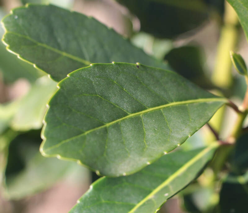 Entre mercado interno y exportaciones, las salidas de yerba mate superaron los 131 millones de kilos durante el periodo enero - mayo imagen-6