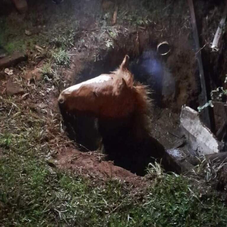 Rescataron a un caballo que había caído en un pozo con agua en Posadas Rescataron a un caballo que había caído en un pozo con agua en Posadas imagen-14