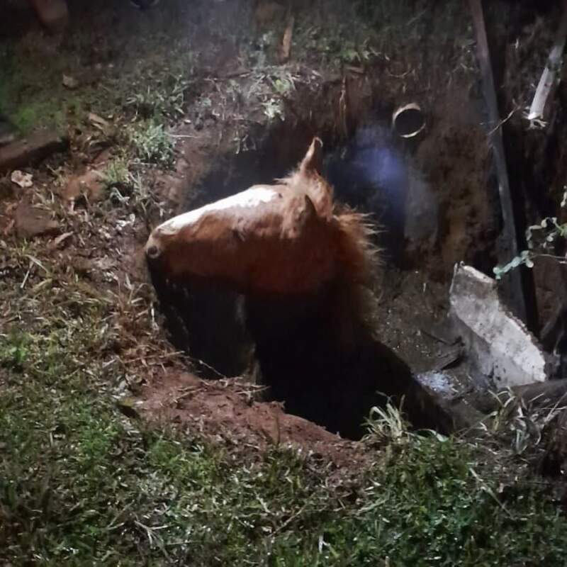 Rescataron a un caballo que había caído en un pozo con agua en Posadas imagen-12