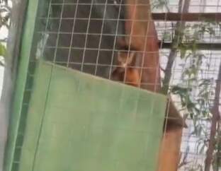 Denuncian presunto caso de maltrato animal y piden intervención urgente por un mono capuchino en cautiverio en Posadas imagen-7