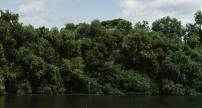 "La selva de Misiones dejó de ser solo patrimonio natural para convertirse en un activo geopolítico" imagen-4