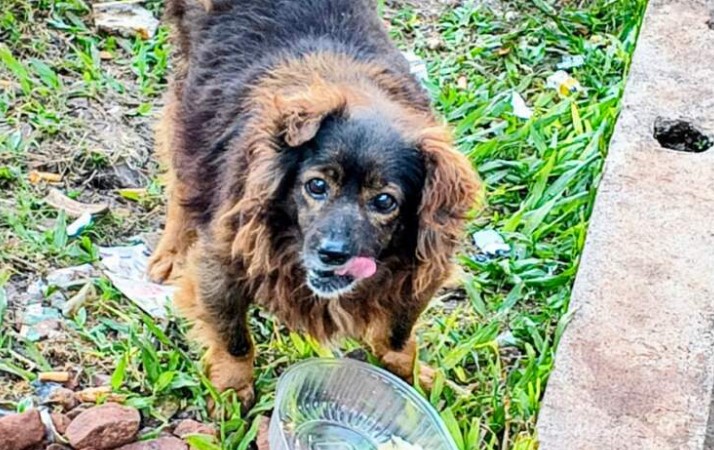 La Policía sigue el rastro de los 23 perros dados en adopción en Guaraní y ya ubicó a ocho adoptantes imagen-8