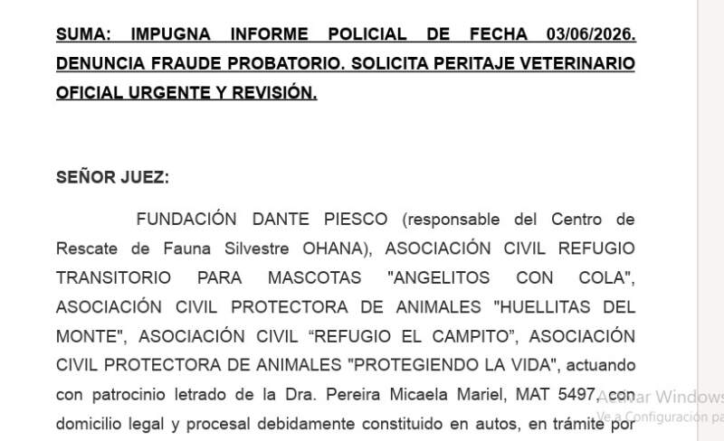 Escándalo judicial: Cinco protectoras denuncian "fraude probatorio" y encubrimiento en la causa de los 23 perros desaparecidos en Guaraní imagen-2