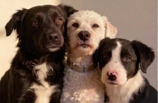 Misiones protege su biodiversidad, pero sigue en deuda con los animales domésticos imagen-12